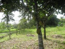 Venda em Jardim Aguapeu - Itanhaém